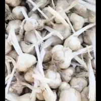 سیر|عمده‌فروشی|ایلام, |دیوار