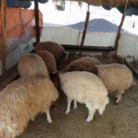 بره پای پروار