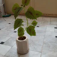 کل طبیعی|گل و گیاه طبیعی|قم, علی آباد سعدگان|دیوار