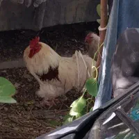 خروس