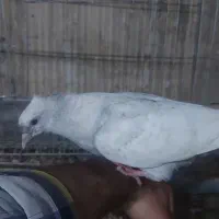 حتما بخون جوجه نقره ای کاکلی اصلی