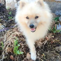 پامر روباهی نر