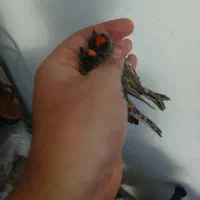 گلبسر نر|پرنده|فسا, |دیوار