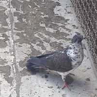 نروماده پرشی