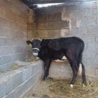 لیشه محلی گاو گوساله