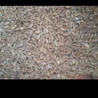 گندم آفتاب درجه یک