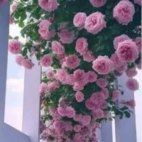 همراه اول دایمی ، خاص وکمیاب