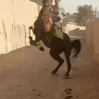 اسب کرد ۶ ساله سواری دار