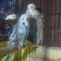 مرغ عشق انگلیسی