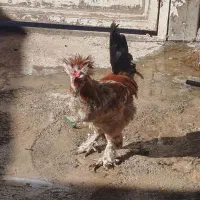 خروس|حیوانات مزرعه|نورآباد, |دیوار