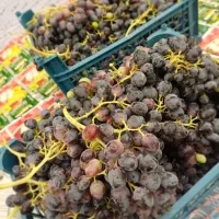 انگور تازه
