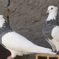 یک جفت طوق سور ۲تومان