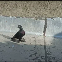 کبوتر شوه قره مایا ۷ پر