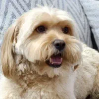 واگذاری سگ شیتزو خرسی غیر رایگان