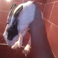 خرگوش نر