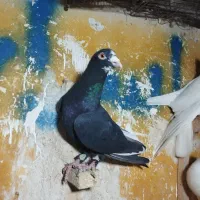 کفتر قره سیاه