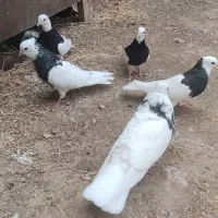 طوق|پرنده|سی‌سخت, |دیوار