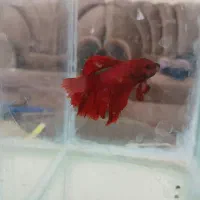 فایتر سوپر دلتا دم ریشی دم چتری پک تایلند