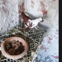 ککیلی قزمز نشان