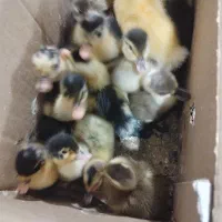 جوجه اردک محلی کرچ شو