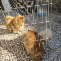 پامرانین ماده دو قلاده