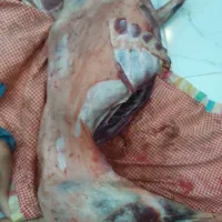 گوشت میش درجه یک کشتار الان کیلو ۸۰۰
