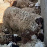 بره نر کشتاری و صادراتی سفید جفتی ۱۰۰ کیلو|حیوانات مزرعه|رومشکان, |دیوار