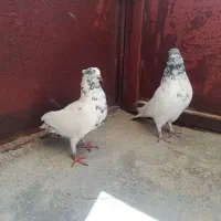 کبوتر