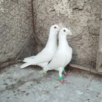 کبوترسفید پلاکی چنگ کلفت بلند چندجفت بزک سیاه ابلق