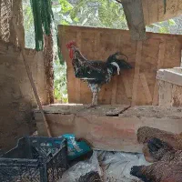 خروس خوروس گلین