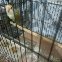 طوطی برزیلی|پرنده|شاندرمن, |دیوار