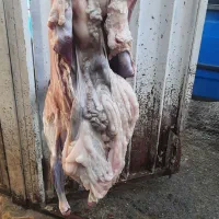 فروش دام زنده بزوتی بزچاق میش وشیشک چاق فلک الدین|حیوانات مزرعه|خرم‌آباد, |دیوار
