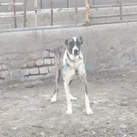 سگ افغان