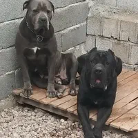 کنکورسو ایران سگ غول پیکر پسردخترهای آشیل بزرگ