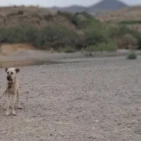 سگ سرابی اصیل|سگ|انگوران, |دیوار