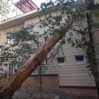 درخت وچوب حرص|خدمات باغبانی و درختکاری|ورامین, ورامین|دیوار