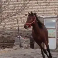 اسب|اسب و تجهیزات اسب‌سواری|چنگ الماسی, |دیوار