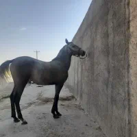 کره ماده دمگیر اینده دار
