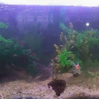 آکواریوم با تمام لوازم|ماهی|مشهد, گاز|دیوار