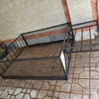 کبوتر|پرنده|گناباد, |دیوار