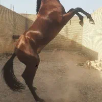 اسب