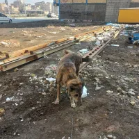 واگذاری سگ نگهبان|سگ|مشهد, حضرت حجت|دیوار