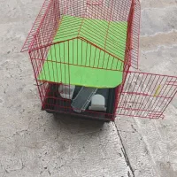 قفس