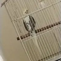 عروس هلندی نر