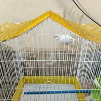 کوتوله برزیلی