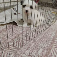 واگذاری سگ مینیاتوری مالتیپو