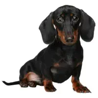 سگ پیدا شده محدوده سراب