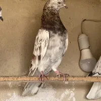 نروماده پرشی