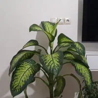 فروش گل دیفن باخیا|گل و گیاه طبیعی|نقده, |دیوار