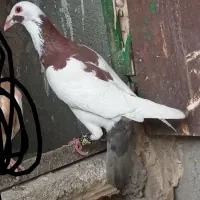 کفتر ابلغ سفید سوسکی پرشی